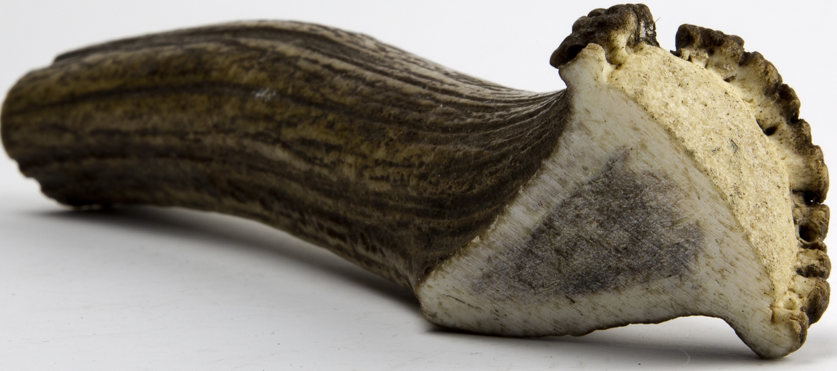 Chew Chew jelení paroh obrovský 180 - 230 g