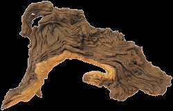 Dekorace Hobby Dohse Tropical wood M