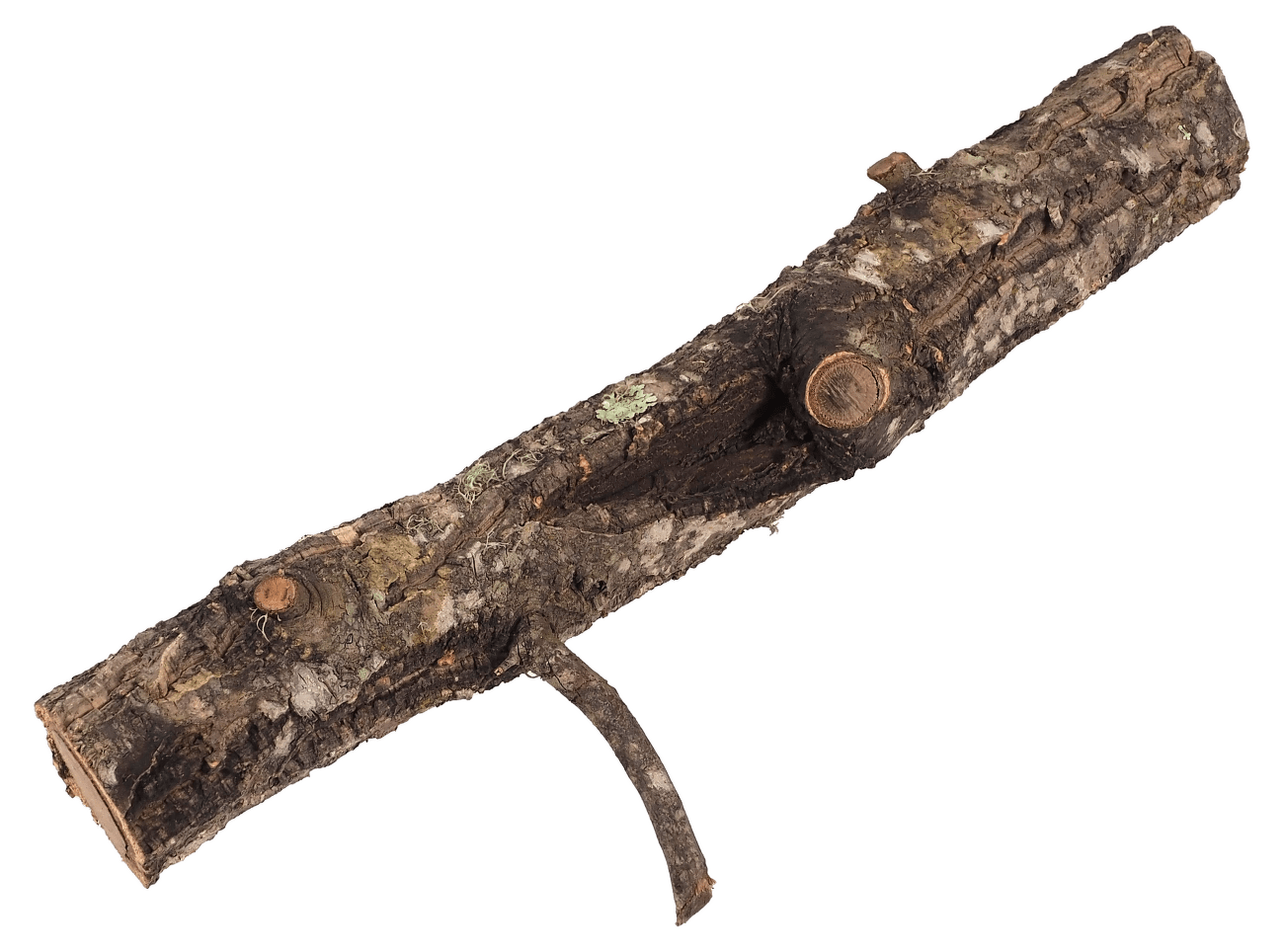 Dekorace Repti Planet Korková větev S 15-30cm