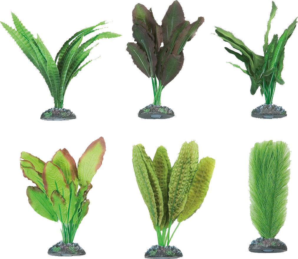 Flamingo akvarijní rostliny mix CONGO M