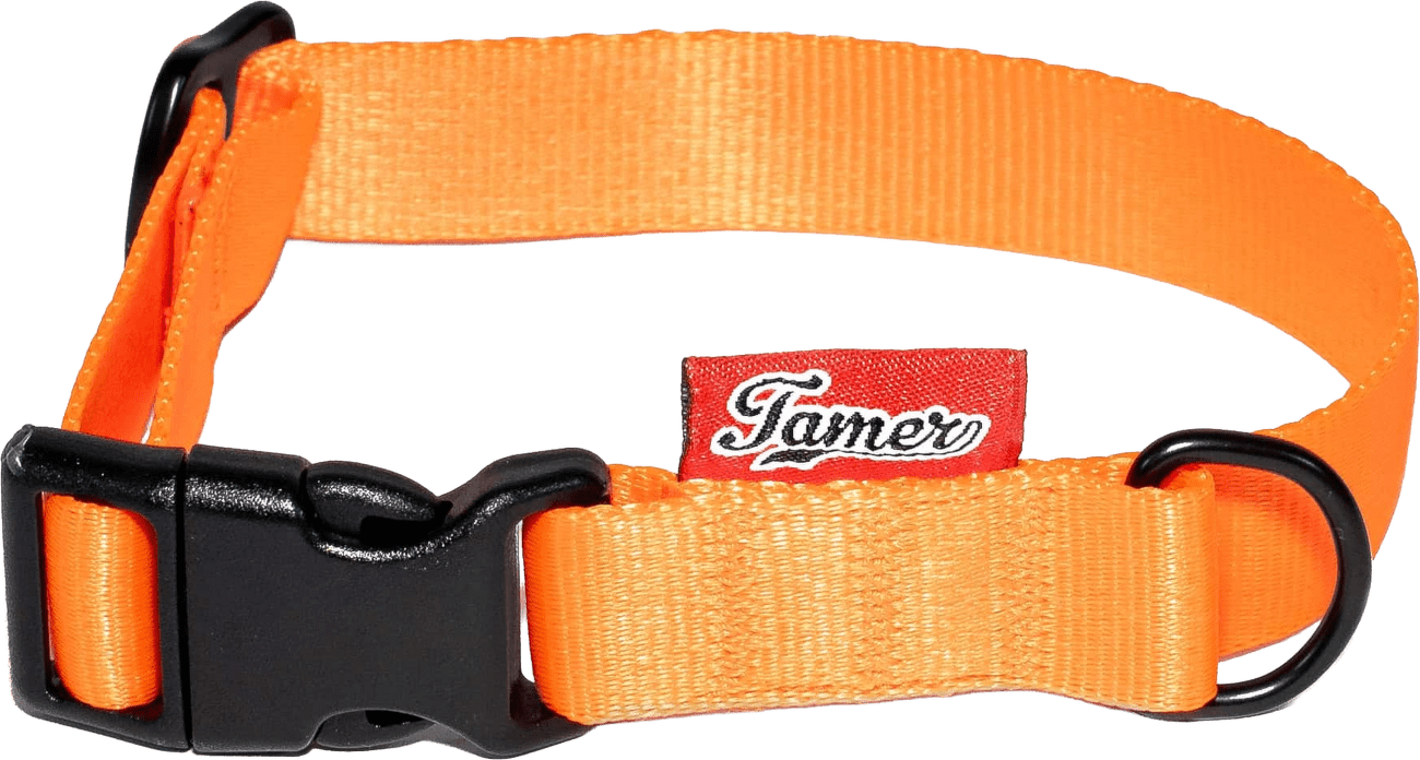 Obojek Tamer Simple 2 cm 24-36 cm oranžový