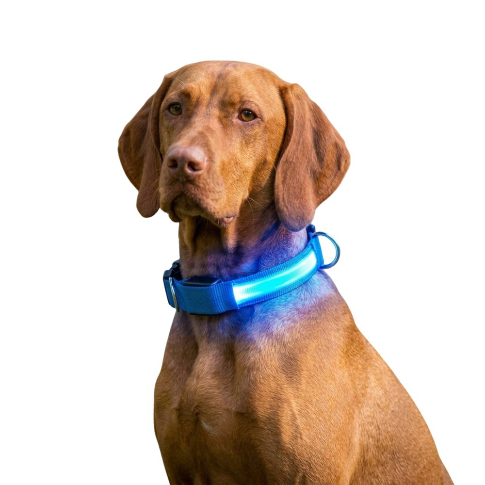 Reedog Colour svíticí obojek pro malé, střední a velké psy | P400