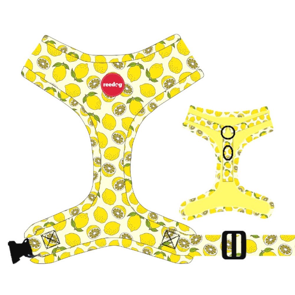 Reedog LEMON | P51811