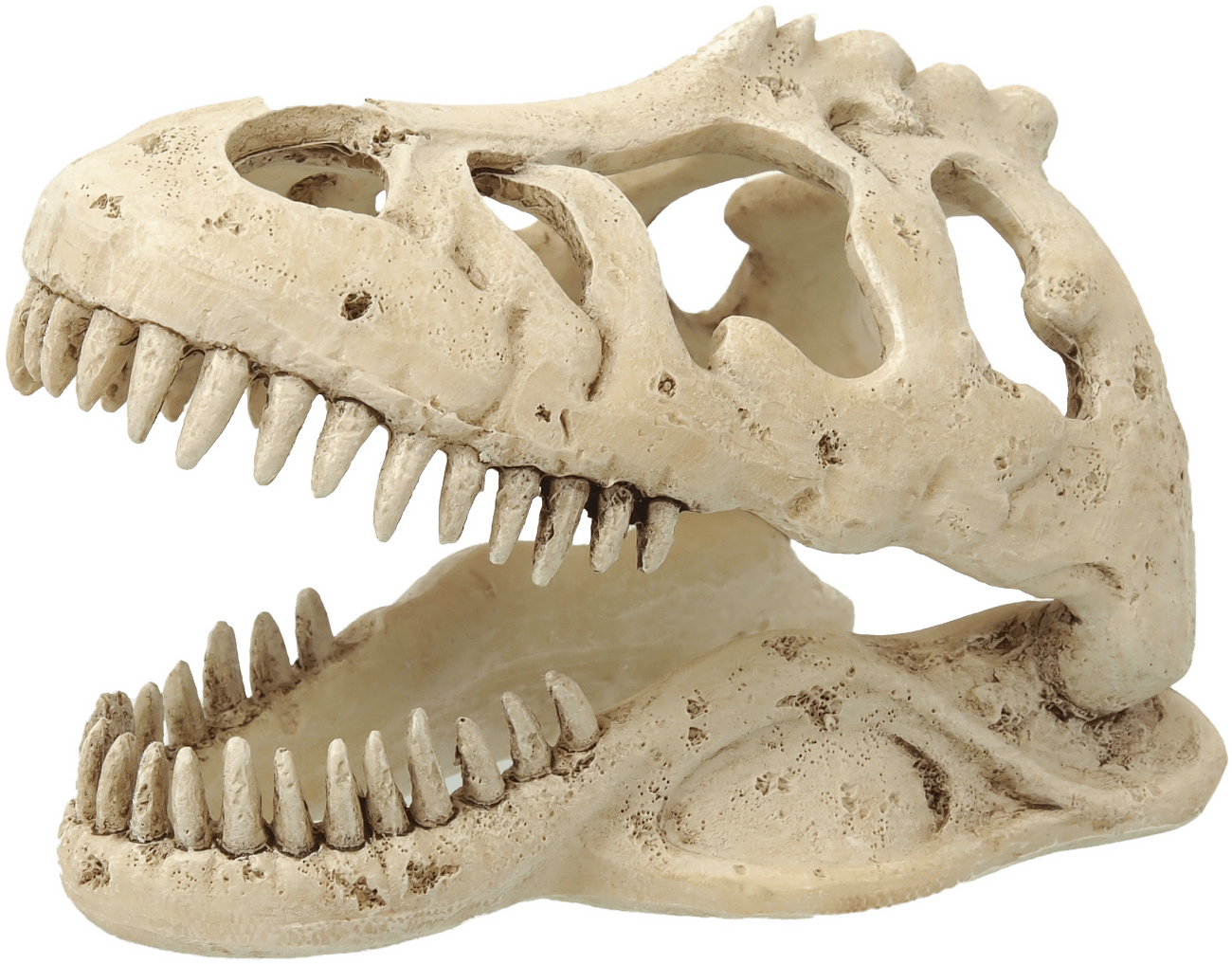 Repti Planet Dekorace T-REX lebka 13,3x8,5x9cm