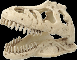 Repti Planet Dekorace T-REX lebka 13,3x8,5x9cm