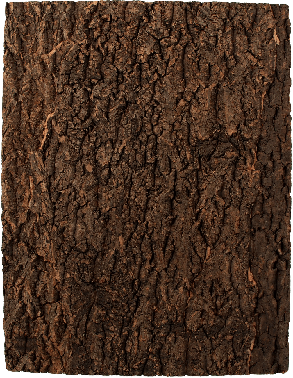 Repti Planet korkové pozadí přírodní 43,5x56cm
