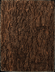 Repti Planet korkové pozadí přírodní 43,5x56cm