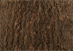 Repti Planet Pozadí korek přírodní 58,5x41cm