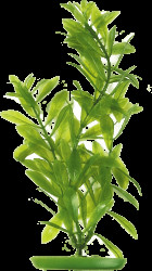 Rostlina Marina Hygrophila 30cm