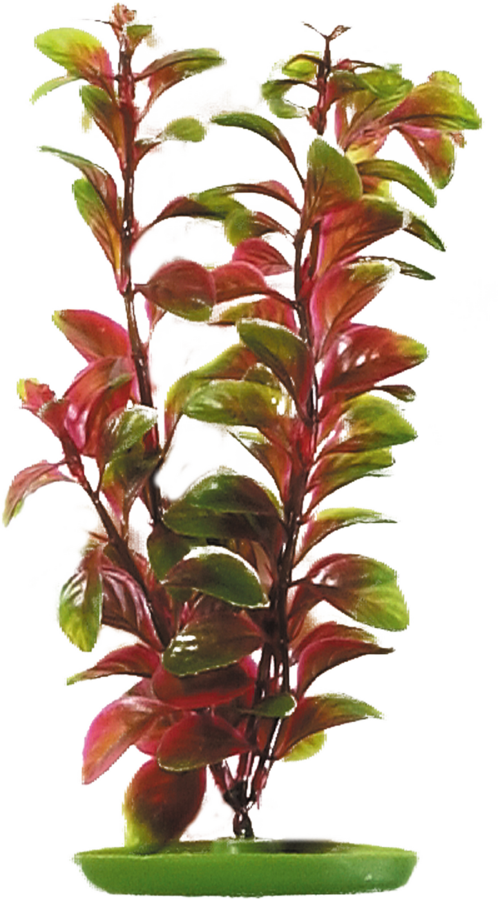 Rostlina Marina Red Ludwigia 30cm