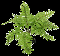 Rostlina Repti Planet kapradí Nephrolepis 20cm
