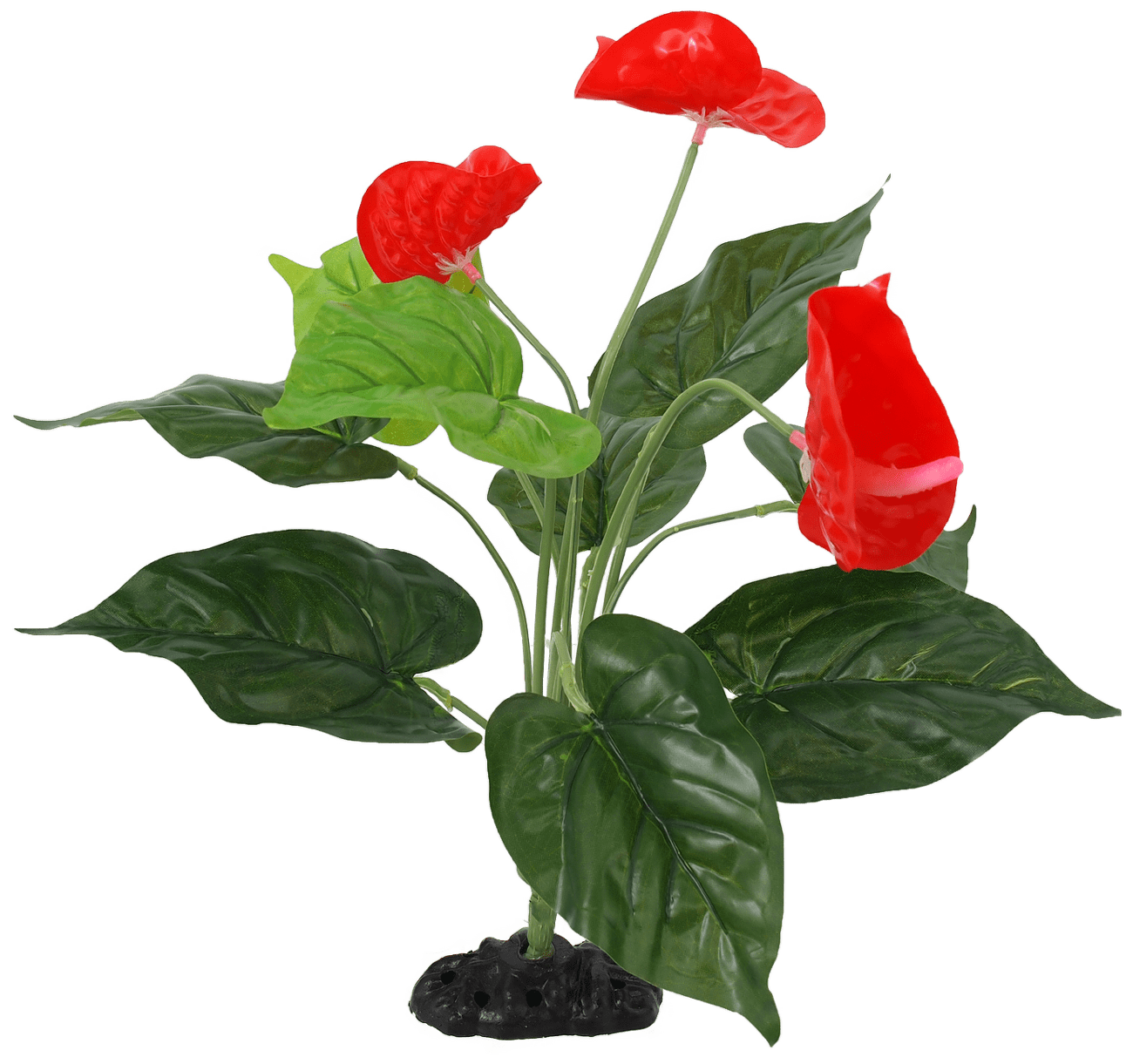 Rostlina Repti Planet kvetoucí Anthurium 40cm
