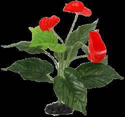Rostlina Repti Planet kvetoucí Anthurium 40cm