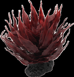 Rostlina Repti Planet sukulent Agave červená 18cm