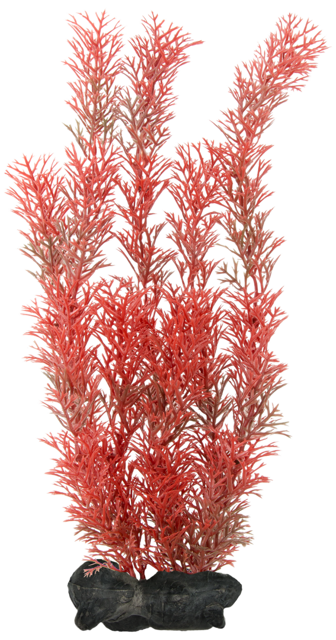 Rostlina Tetra Foxtail Red L 30cm