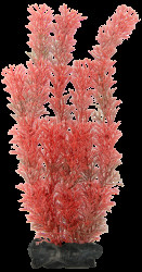 Rostlina Tetra Foxtail Red L 30cm