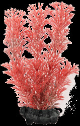 Rostlina Tetra Foxtail Red S 15cm