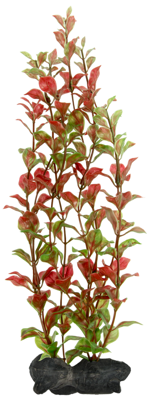 Rostlina Tetra Red Ludwigia L 30cm