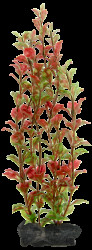 Rostlina Tetra Red Ludwigia L 30cm