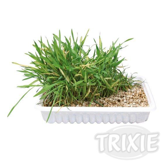 Trixie Tráva pro kočku v misce 100 g