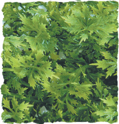 Zoomed Australian Maple – Přírodní keřová rostlina 36 cm