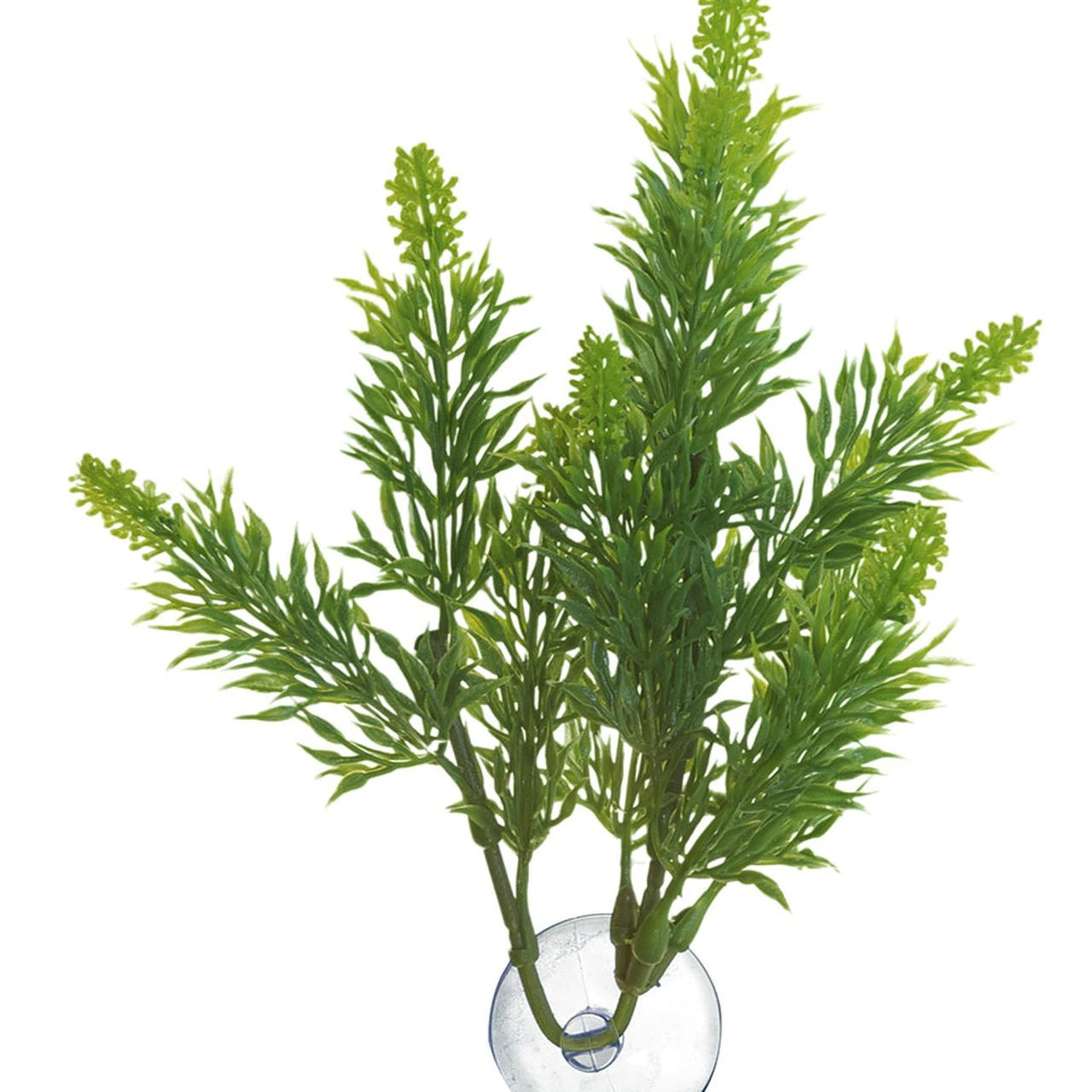 Zoomed Malaysian Fern – Přírodní keřová rostlina L
